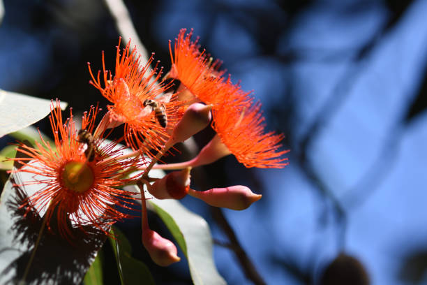Two bees on red gum tree flowers