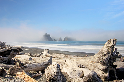 Beatiful driftwood with sea stacks in the the fog, Pacific Coast, USA