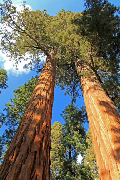 istock Giant sequoia trees in Sequoia National Park, California 911526026