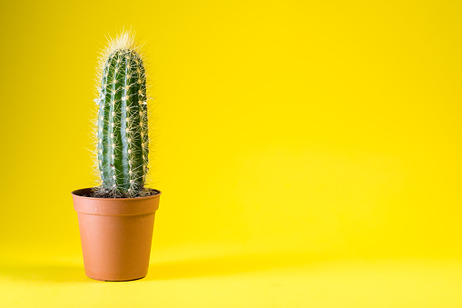 cactus plant on a plain color background with space to place your logo