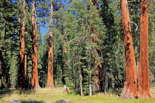 istock Giant sequoia trees in Sequoia National Park, California 911527114