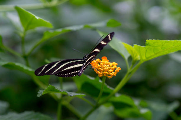 istock The zebra longwing or zebra heliconian, butterfly 911529348
