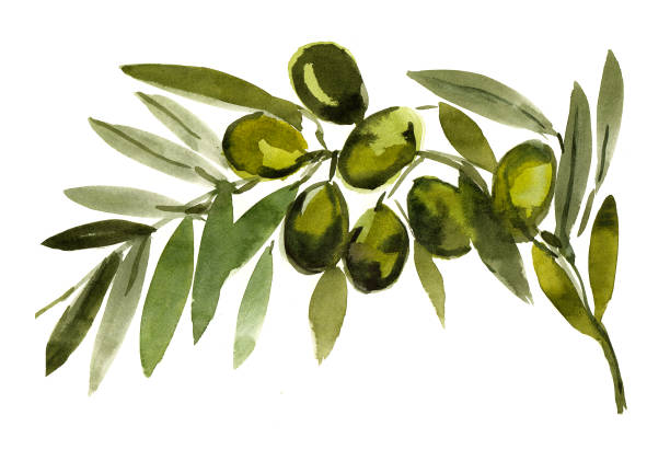 istock Olive Branch , Olives, Sketch, mediterranean food 911529422