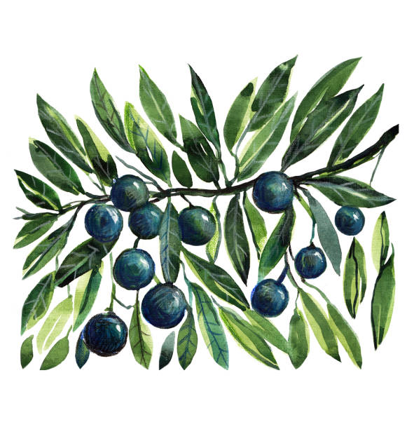 istock Olive Branch , Olives, Sketch, mediterranean food 911529526
