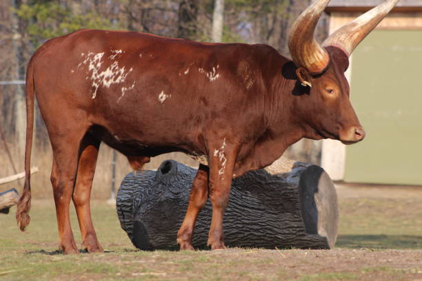istock Long horned Ankole cow grazing 911529606