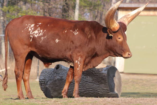 istock Long horned Ankole cow grazing 911529616