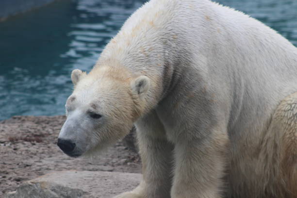 istock polar bear that looks a bit sad conservation is essential for this species 911531976