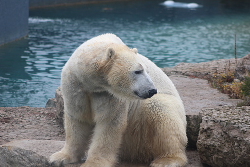 Polar Bear That Looks A Bit Sad Conservation Is Essential For This Species  Stock Photo - Download Image Now - iStock
