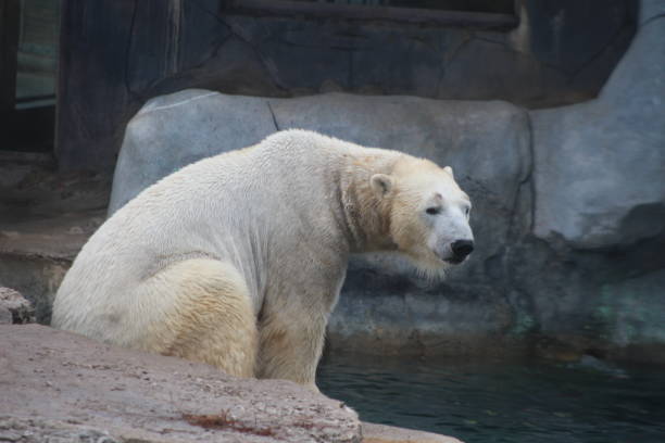 istock polar bear that looks a bit sad conservation is essential for this species 911532258