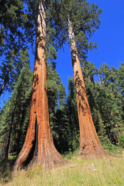 istock Giant sequoia trees in Sequoia National Park, California 911541428