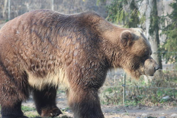 istock Grizzly Bear walking Ursus arctos in Canada 911544026