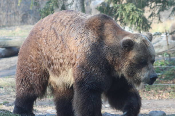 istock Grizzly Bear walking Ursus arctos in Canada 911545492