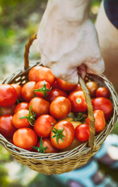 istock Tomato harvest in summer 911546988