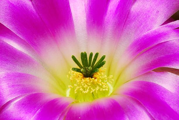 echinocereus cactos flor - single flower flower cactus hedgehog cactus imagens e fotografias de stock