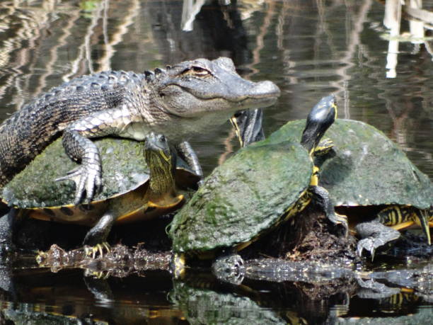 istock American alligator lying on turtles 911550004