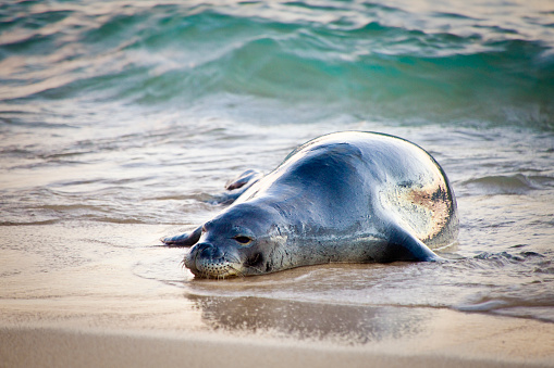 A resting Hawaiian monk seal on the beach of Kauai, Hawaii. An endangered species. resting on the sand of the beaches of Kauai.