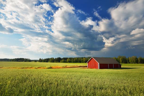 Low light hitting the barn, light is just skimming across the field. Saskatchewan , Canada. Image taken from a tripod.