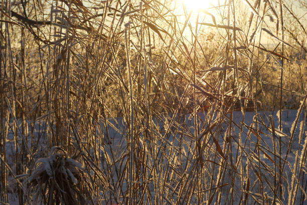 istock Plants covered with snow, Omsk region, Russia 911552642