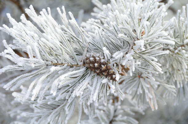 istock Plants covered with snow, Omsk region, Russia 911552856
