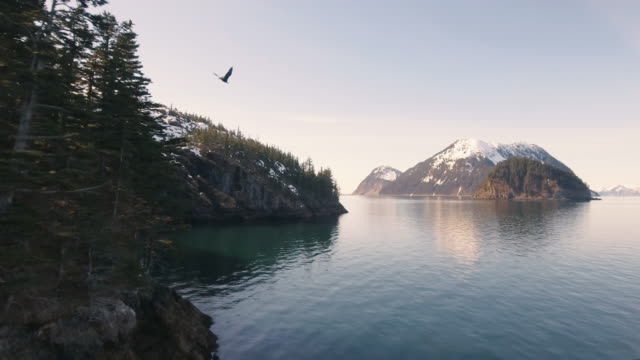 Expansive Flying Eagle through Alaska Snow Mountains