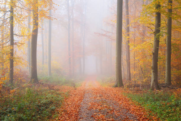 istock Mysterious morning fog in a beautiful beech tree forest. Forest road with autumn trees with yellow and orange foliage. Heidelberg, Germany 911558418