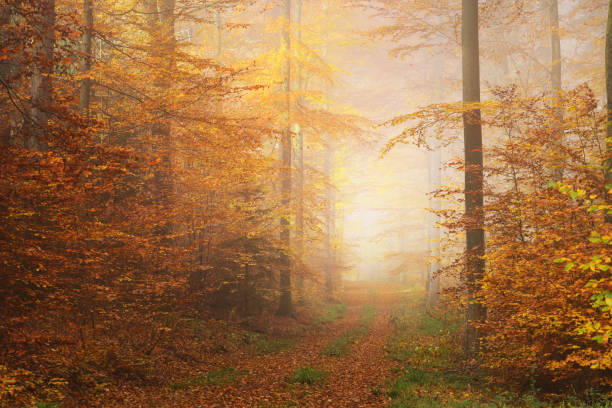 istock Mysterious morning fog in a beautiful beech tree forest. Forest road with autumn trees with yellow and orange foliage. Heidelberg, Germany 911558452