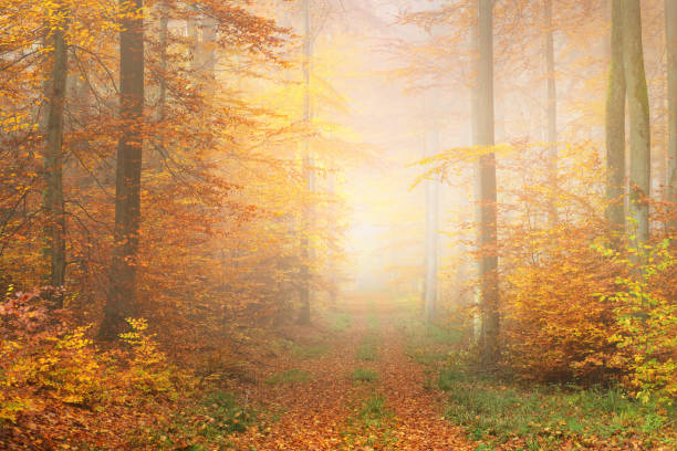 istock Mysterious morning fog in a beautiful beech tree forest. Forest road with autumn trees with yellow and orange foliage. Heidelberg, Germany 911558454