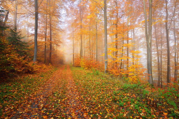 istock Mysterious morning fog in a beautiful beech tree forest. Forest road with autumn trees with yellow and orange foliage. Heidelberg, Germany 911558464