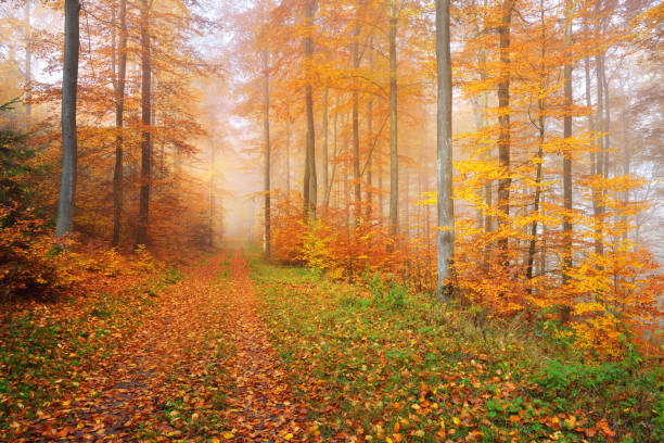 istock Mysterious morning fog in a beautiful beech tree forest. Forest road with autumn trees with yellow and orange foliage. Heidelberg, Germany 911558474