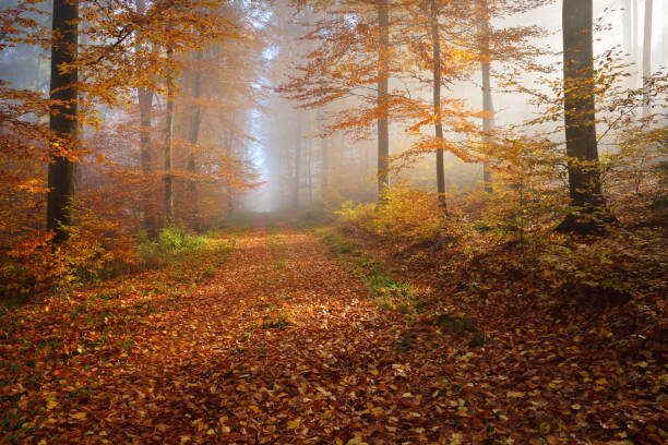 istock Mysterious morning fog in a beautiful beech tree forest. Forest road with autumn trees with yellow and orange foliage. Heidelberg, Germany 911558478