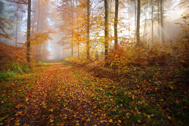 istock Mysterious morning fog in a beautiful beech tree forest. Forest road with autumn trees with yellow and orange foliage. Heidelberg, Germany 911558480