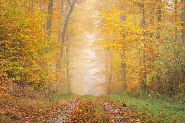 istock Mysterious morning fog in a beautiful beech tree forest. Forest road with autumn trees with yellow and orange foliage. Heidelberg, Germany 911558510