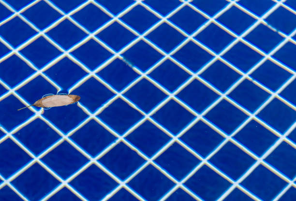 istock Fall leaves floating in swimming pool water 911558946