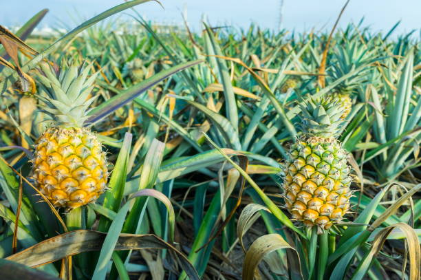 istock Pineapple tropical fruit growing in a farm 911559128