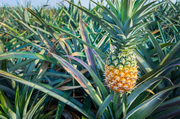 istock Pineapple tropical fruit growing in a farm 911559136