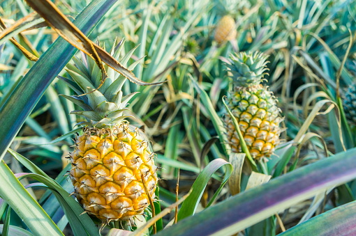 Scenic view of pineapple farm  with ready to eat pineapples at sunset