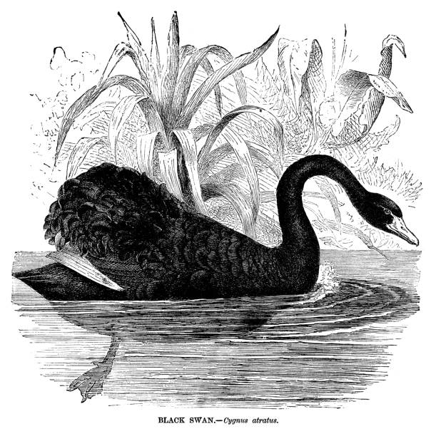 łabędź czarny - black swan stock illustrations