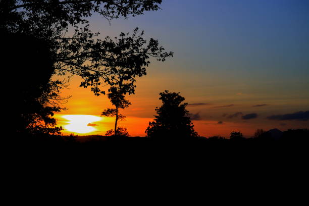 istock tree and branch silhouette  at sunset in sky beautiful landscape image  on nature : with copy space for add text. 911567738