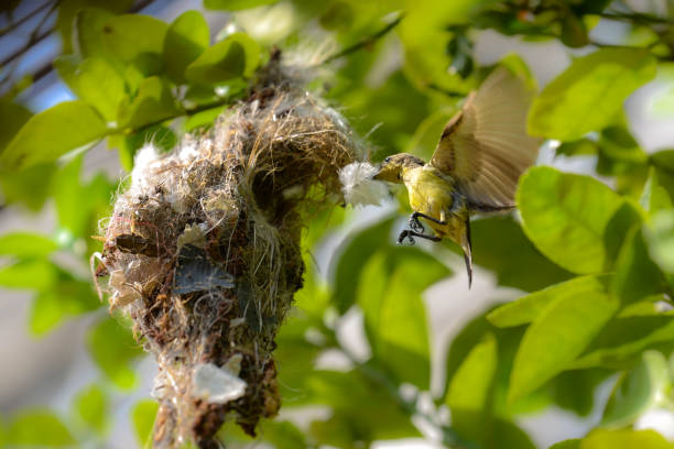istock Olive-backed sunbird (Cinnyris jugularis) flying 911570172