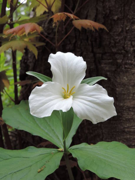 istock white trillium flower in the forest 911570262
