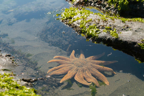 Spiny star fish or Starfish scientific name Marthasterias glacialis in Knsyna heads South Africa