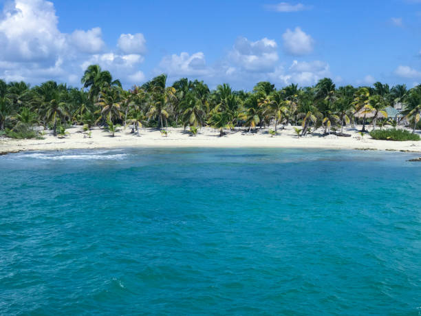 프라이빗 비치에 하얀 모래와 야자수 나무 - costa maya 뉴스 사진 이미지