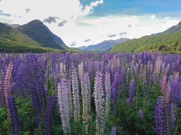 istock Purple lupine flower filed 911576274
