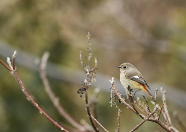 istock Female of Daurian redstart 911576730