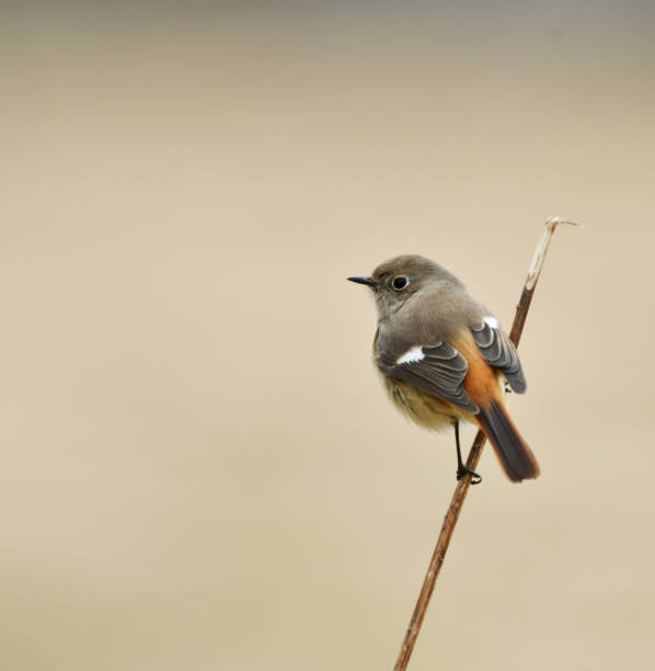 kobieta z daurian redstart - phoenicurus zdjęcia i obrazy z banku zdjęć