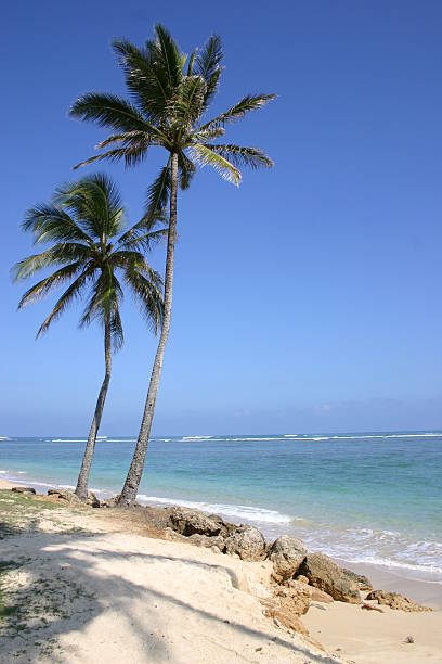 Tropical paradise: Sandy deserted turquoise beach, Saona Island, Punta Cana – Dominican Republic