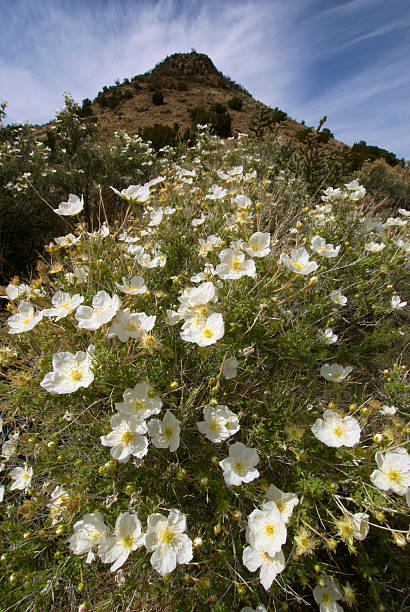 flores silvestres a las montañas - single flower flower desert new mexico fotografías e imágenes de stock