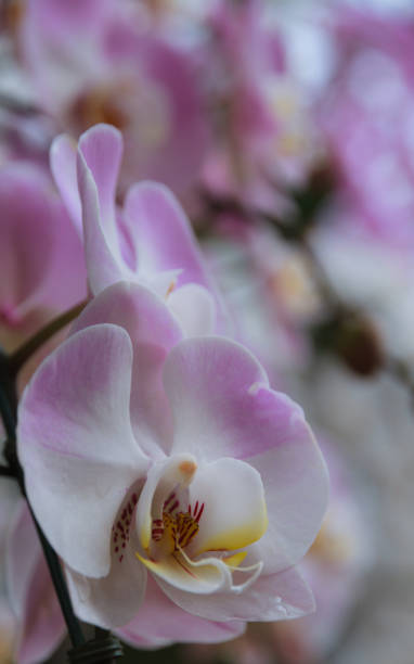 Beautiful pink orchid, Vanda denisoniana flower. Beautiful pink orchid, Vanda denisoniana flower in garden, Natural background. vanda denisoniana stock pictures, royalty-free photos & images