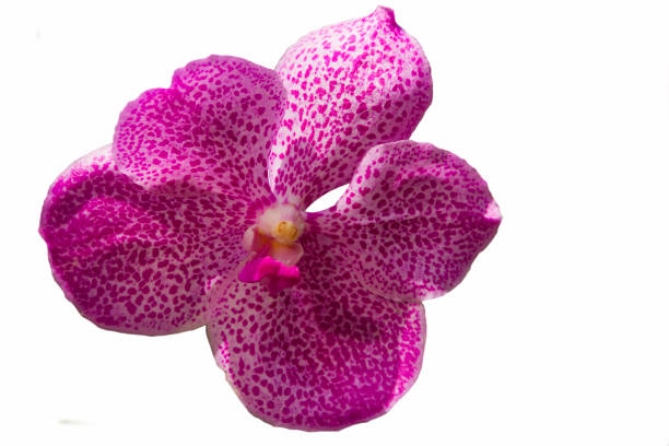 Beautiful pink orchid, Vanda denisoniana flower. Beautiful pink orchid, Vanda denisoniana flower isolate on white background. vanda denisoniana stock pictures, royalty-free photos & images