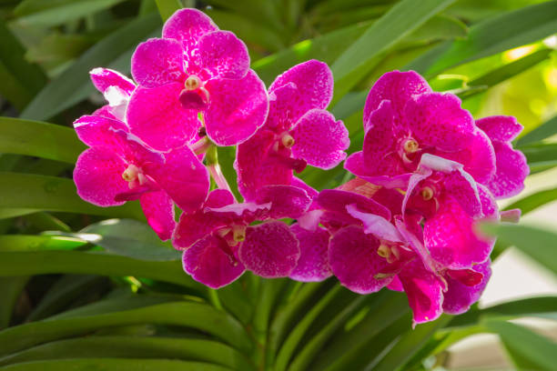 Beautiful pink orchid, Vanda denisoniana flower. Beautiful pink orchid, Vanda denisoniana flower in garden, Natural background. vanda denisoniana stock pictures, royalty-free photos & images